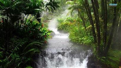 Jungle Wallpapers Rainforest Forest Leaves River Streams
