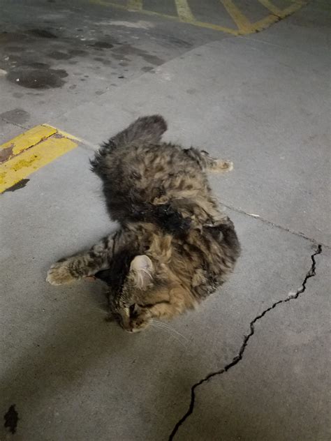 Dead Cat On The Sidewalk Just Another Night On The Job By Austin Verity Karn Medium