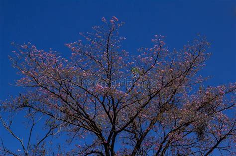 Pink Flowered Ipe With Blue Sky Stock Photo Image Of Floral