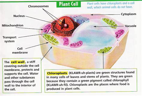 Plant and animal cell quiz for 6th grade. Picture
