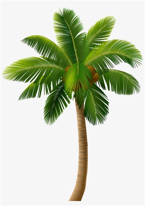 Vector Palm Tree Png Clipart Rectangle Circle