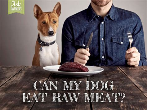 These drugs block certain signals in the cns or central nervous system making the animal calm or sedated. Can My Dog Eat Raw Meat?(part 1) | Darwin's Natural Pet ...