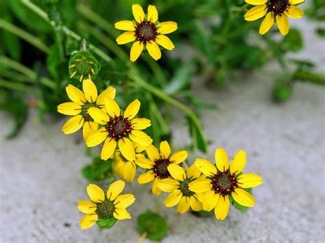 Some Yellow Flowers Are Growing In The Sand