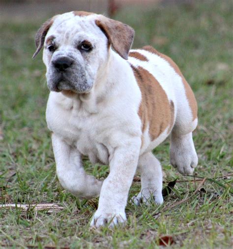 All of our dogs have been dna tested by akc. Old English Bulldog Puppies For Sale | Winter Park, FL #260298