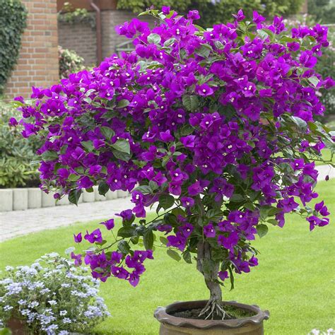 Buy flowers to plant online uk. Bougainvillea glabra mauve queen variegata - Plant - Buy ...