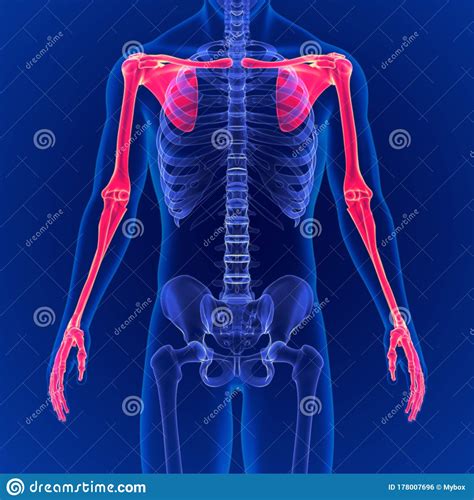 Human Skeleton System Upper Limbs Skeletal Anatomy 3D Illustration ...