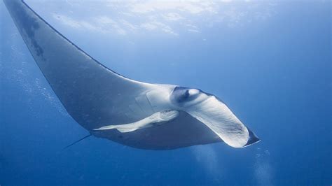 Top 10 Best Places To Dive With Manta Rays Diviac Magazine