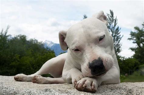 Dogo Argentino Carattere E Informazioni Sulla Razza Canina • Bepuppy