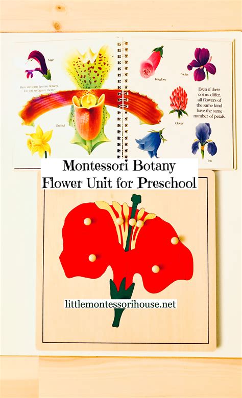 Montessori Botany Flower Unit Presentation For Preschool Montessori