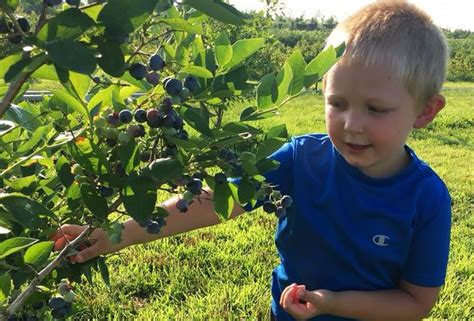 Where To Pick Your Own Blueberries Blackberries And More On Long