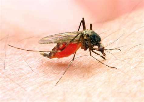 Newly Discovered Parasitic Fungus Blocks Malaria Infecting Mosquitoes