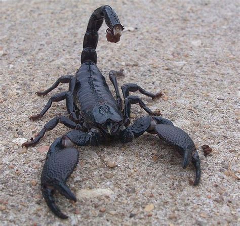 The Emperor Scorpion Pandinus Imperator Is A Species Of Scorpion