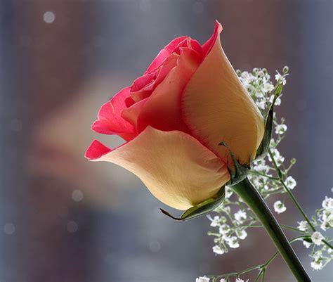Dailyneedindia Lovely Rose Flower