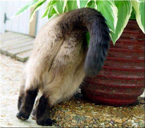 Once upon a time, we filmed a game show in front of a live studio audience. You Sent Us Photos of Cat Butts — We Expose Some of the ...