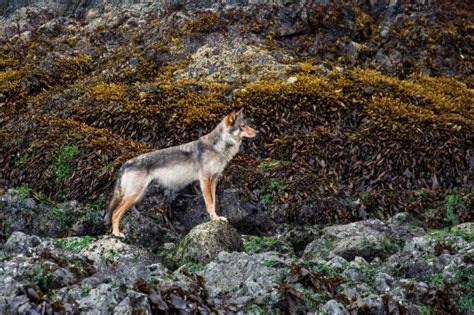 Wildlife Photographers Capture Images Of Rare Vancouver Island Coastal
