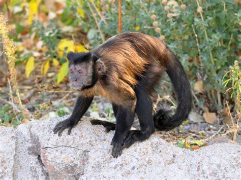 The Online Zoo - Tufted Capuchin