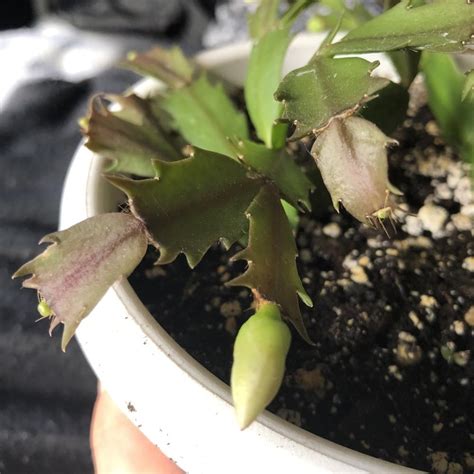 Christmas cactus prefers light shade throughout its growing season and bright light in the winter. Ask a Question forum: Limp Christmas Cactus - Garden.org