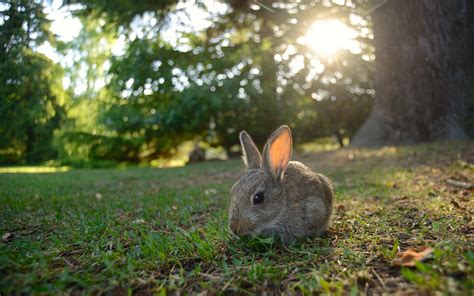 Rabbit rabbit rabbit is a superstition found in britain and north america wherein a person says or repeats the words rabbit, rabbits and/or white rabbits. Rabbits Some Funny Wallpapers High Resolution - All HD ...