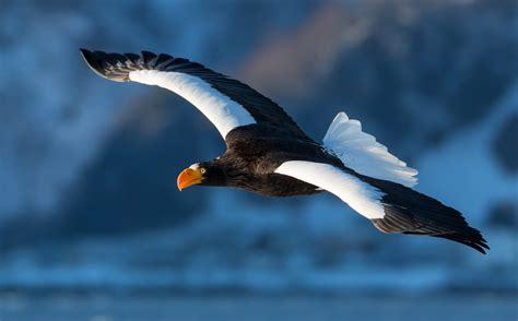 Rare Arctic Stellers Sea Eagle Is Boothbay Regions Newest Tourist