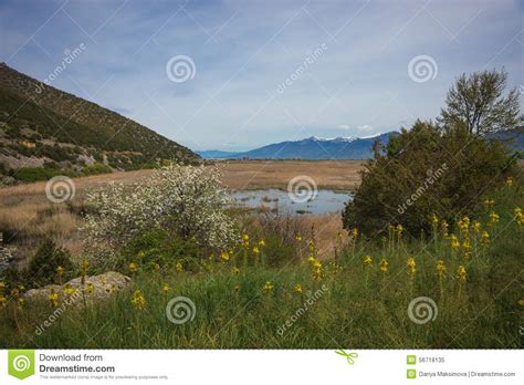 Flower Meadow On Slope Of Mountains And Lake Prespa Greece Stock Image