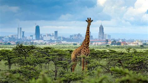 Nairobi National Park Travel Information Tours And Best Time Visit