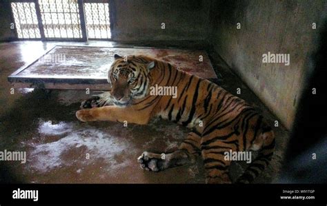 Der South China Tiger Der Hüter Des Todes Angegriffen Wird Ist In