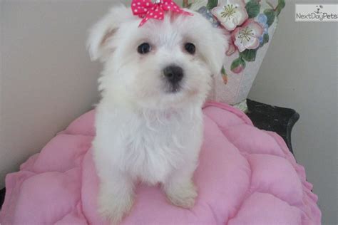 Fort lauderdale, florida, has everything a pet owner could ever need. Maltese puppy for sale near Fort Lauderdale, Florida. | b2d9ccb2-0cb1