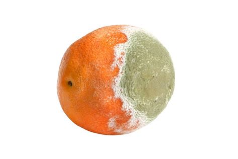 Moldy Rotten Orange Stock Image Image Of Depraved Background 11018613