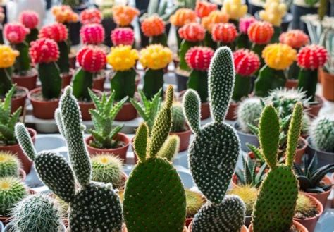 Beginning as well as skilled botanical name: Indoor Cactus Plants: An Introduction - iGardenPlanting