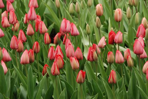 Fotos Gratis Naturaleza Flor Tulipán Primavera Rojo Holanda