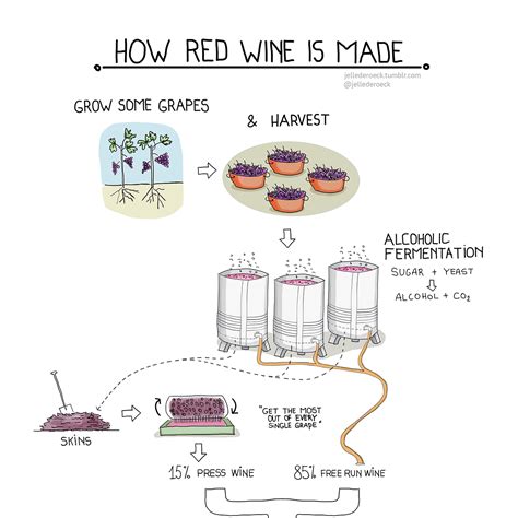 How Is Red Wine Made Venngage Infographic
