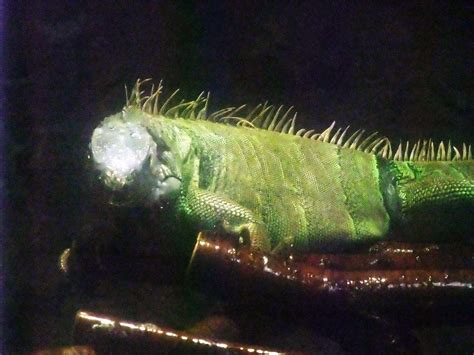 May 23, 2021 · 横浜市神奈川区子安台1丁目の子安台公園で23日午後、「イグアナが出た」と110番があり、駆け付けた神奈川署員が体長約1.3mのイグアナを捕獲した。 横浜市立野毛山動物園は虫類館 グリーンイグアナ（トカゲ亜目 ...