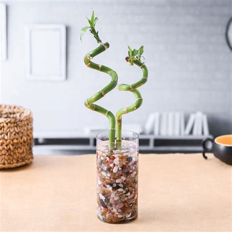 Spiral Sticks Set Of 2 Lucky Bamboo In A Cylindrical Glass Vase With