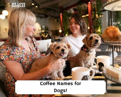 100 Best Coffee Names For Dogs 2023 We Love Doodles