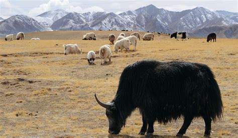 China Plans Worlds Biggest National Park On Tibetan Plateau Mclc