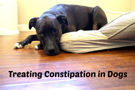 Canine Constipation Home Remedy