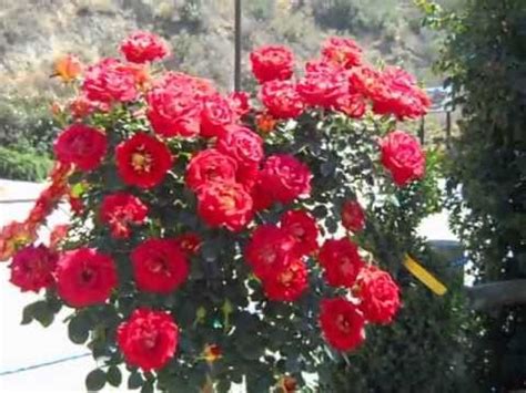 Vibrant display of bright red and dark yellow flowers is sure to get attention in the garden and floral displays. Rose Ketchup n Mustard Tree Rose - YouTube