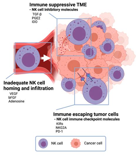 NK Cell Immunotherapy Using Nanoparticles Encyclopedia MDPI