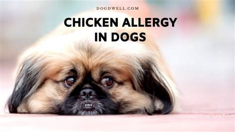Chicken Allergy In Dogs Signs Causes Remedies Dogdwell