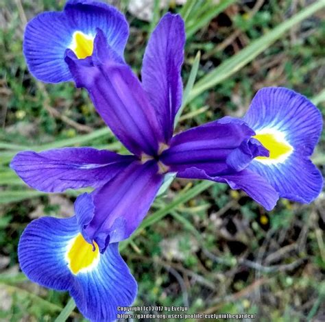 Dutch Iris Iris X Hollandica Blue Magic In The Irises Database