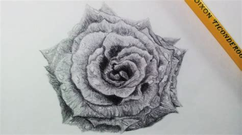 Drawing A Realistic Rose Time Lapse Youtube