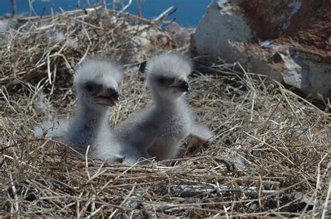 Bald Eagle Facts For Kids Amazing 21 Facts About Bald Eagle