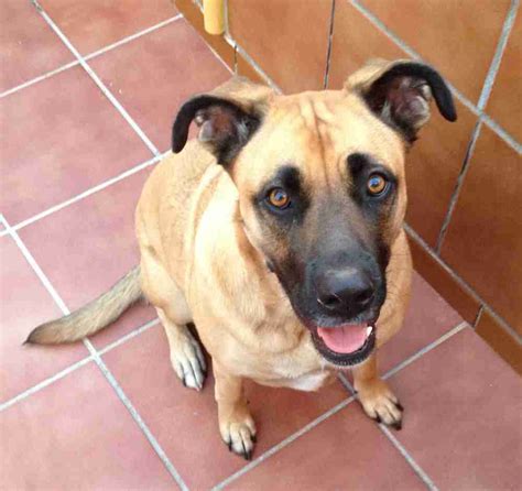 Front range gs dog rescue denver, co 80209. Gorgeous Boxer German Shepherd Mix Dog For Private ...