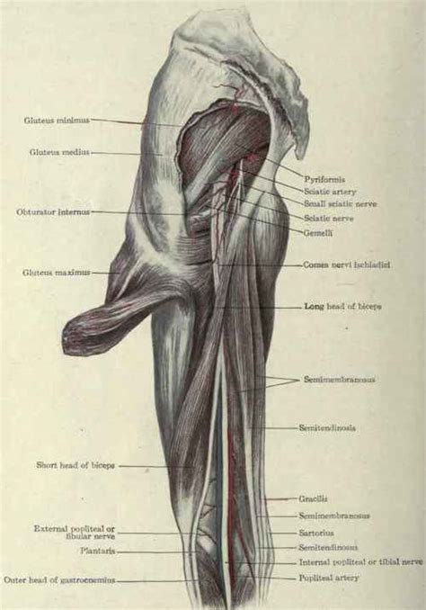 Muscles Of The Thigh Part 4