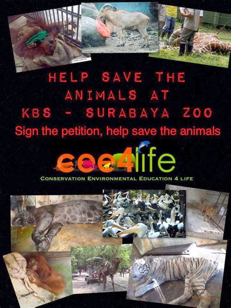 Love Is An Animal Lion Of Surabaya Zoo Murdered Take Action Immediately