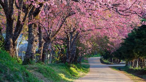 Desktop Wallpapers Sakura Nature Roads Trees Flowering 1920x1080