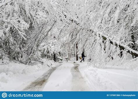 Man Walking On Road With Fallen Trees In Winter Snow Storm