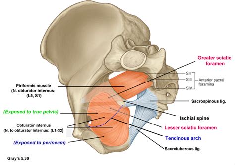 Pelvis Sciatic Foramen And Associated Ligaments And Muscles Diagram