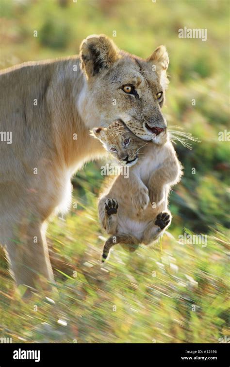 Lioness Carrying Cub To Safety Masai Mara Kenya Stock Photo Alamy