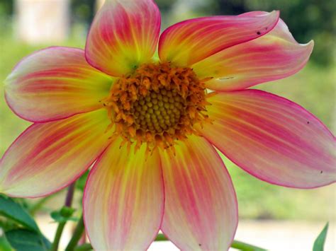 Dahlia Flowers Pink Yellow Color Macro Flower Photography